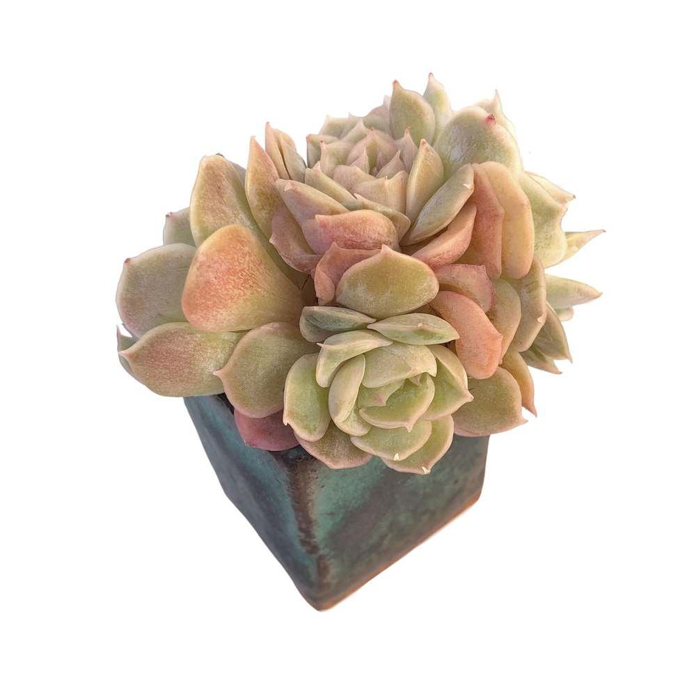 Echeveria Onslow Cluster