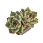 Echeveria Agavoides Blue Dragon, Double