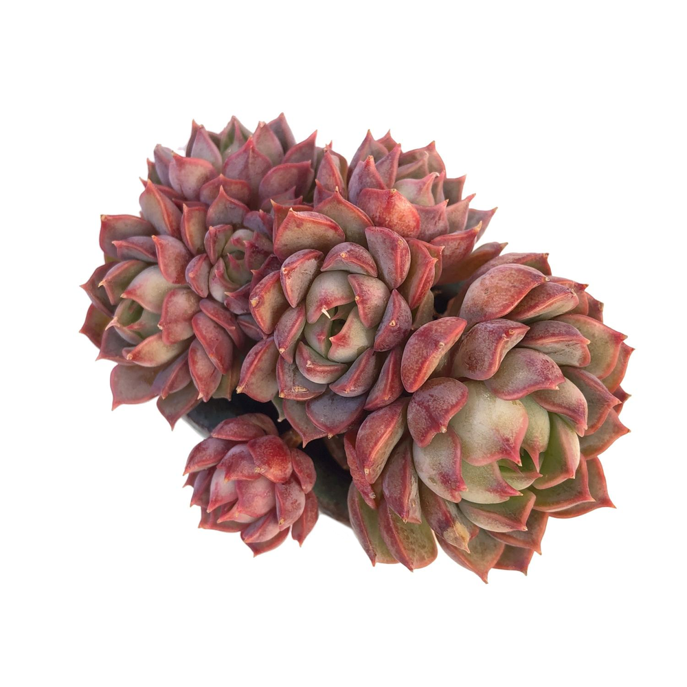 Echeveria Stella, Cluster