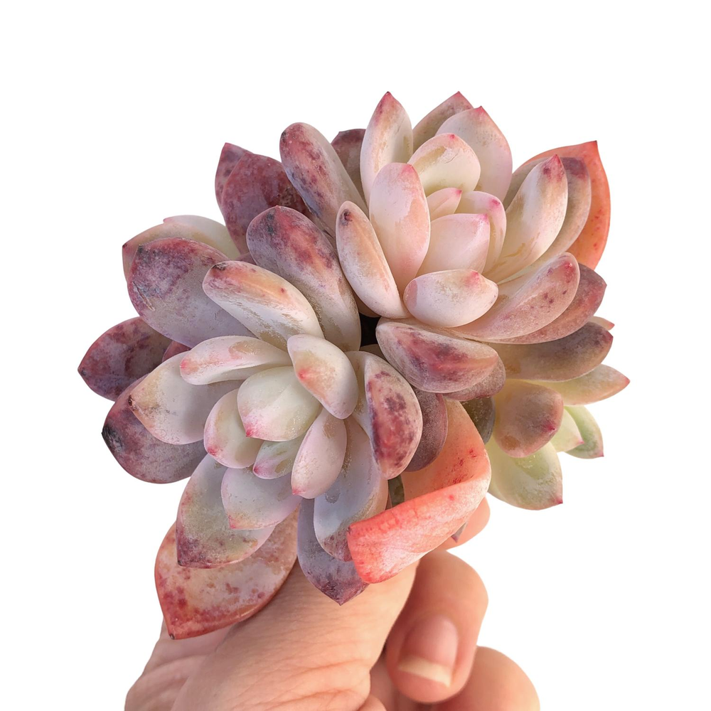 Echeveria Orange Monroe Cluster