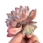 Echeveria Orange Monroe Cluster