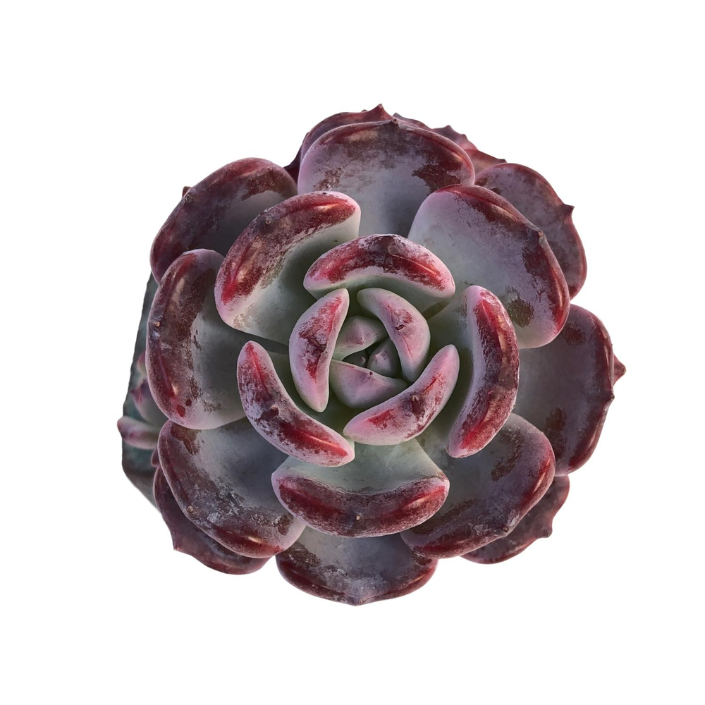 Echeveria Rainbow Goddess Hybrid, Cluster