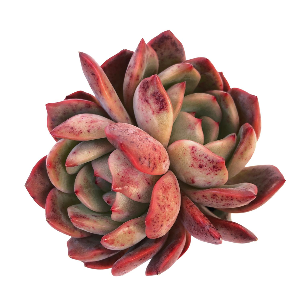 Echeveria Glam Pink, Double