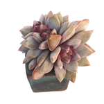 Echeveria German Champagne, Cluster