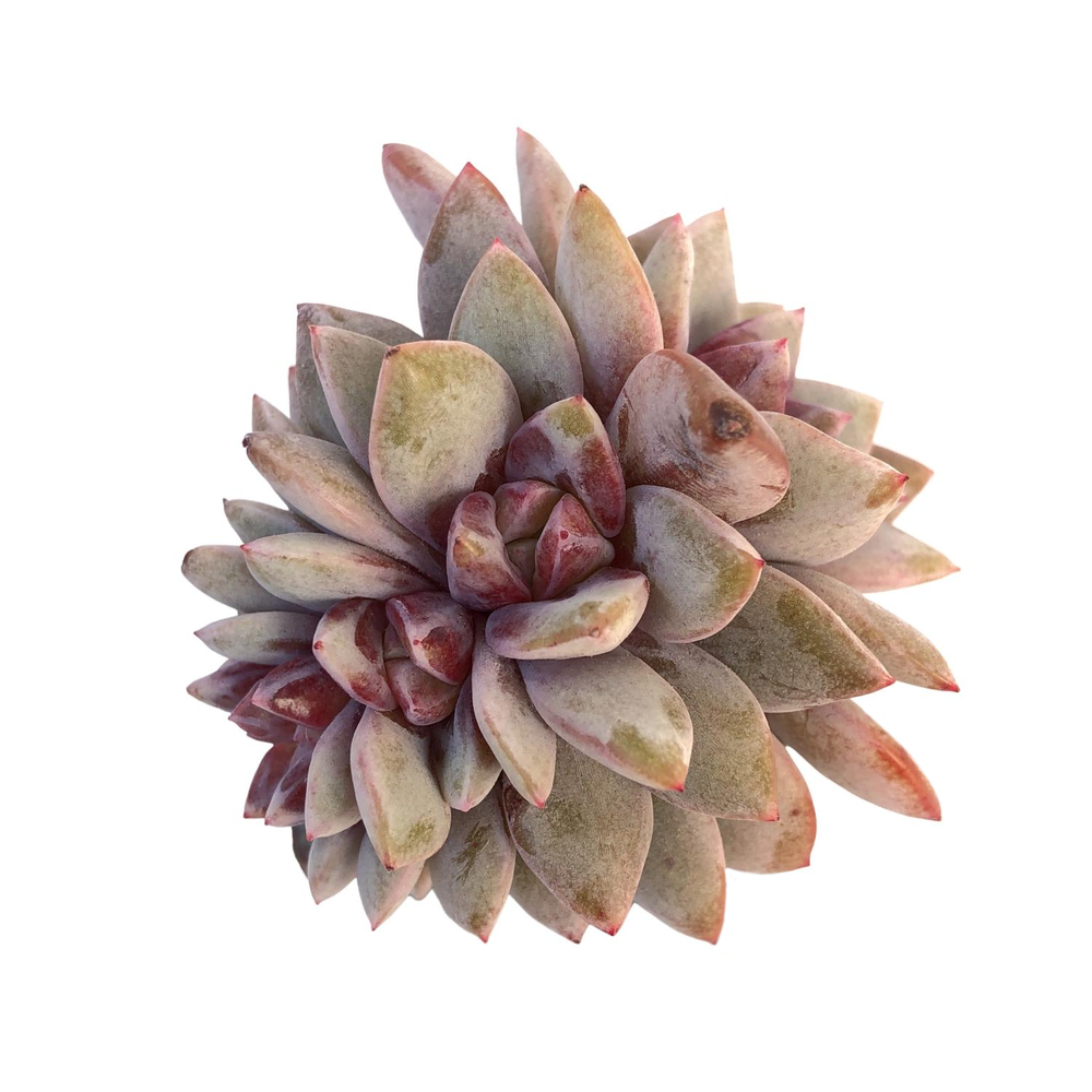 Echeveria German Champagne, Cluster