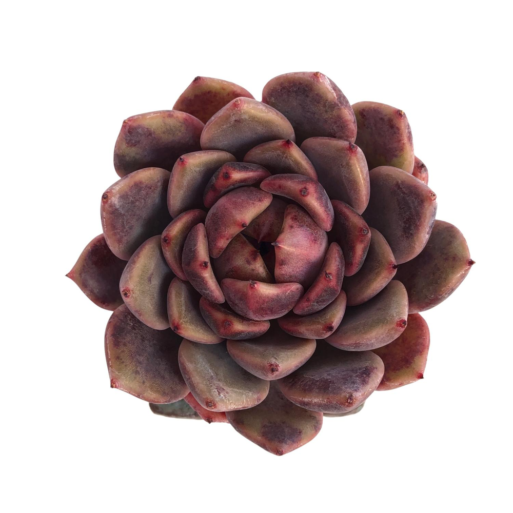 cindy succulents Echeveria Cindy, Hybrid? – Cedar Creek Farmhouse