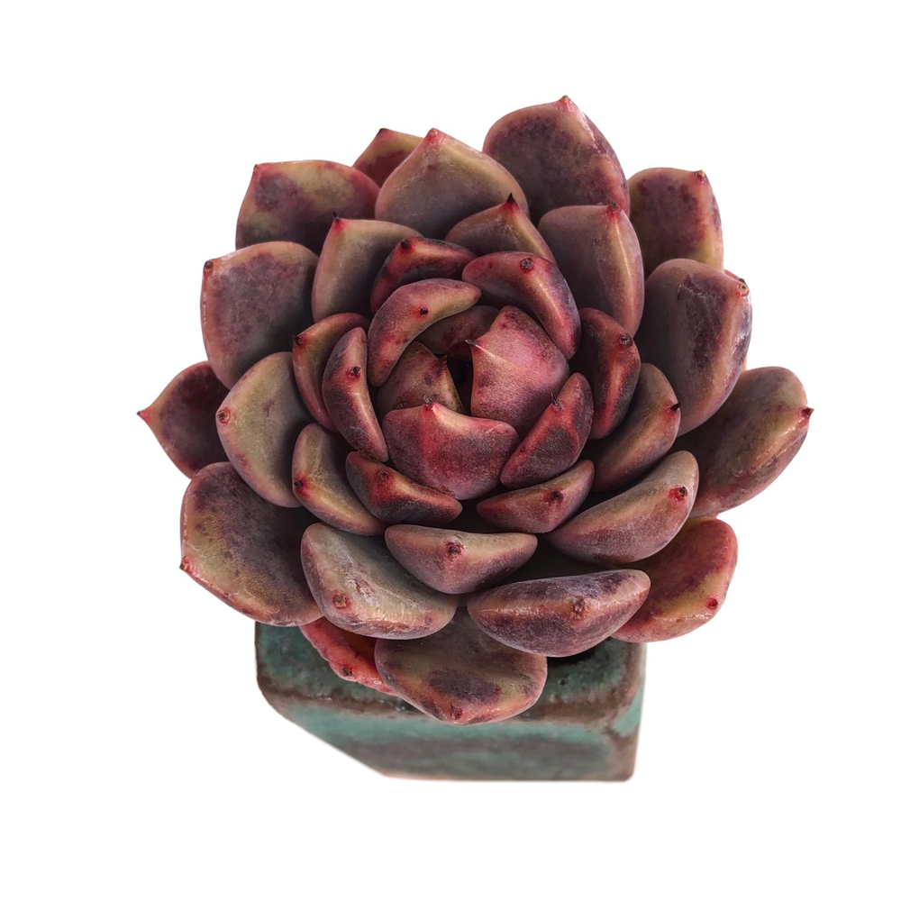 Echeveria Cindy, Hybrid?