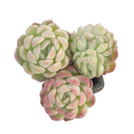 Echeveria Potosina Crystal, Triple