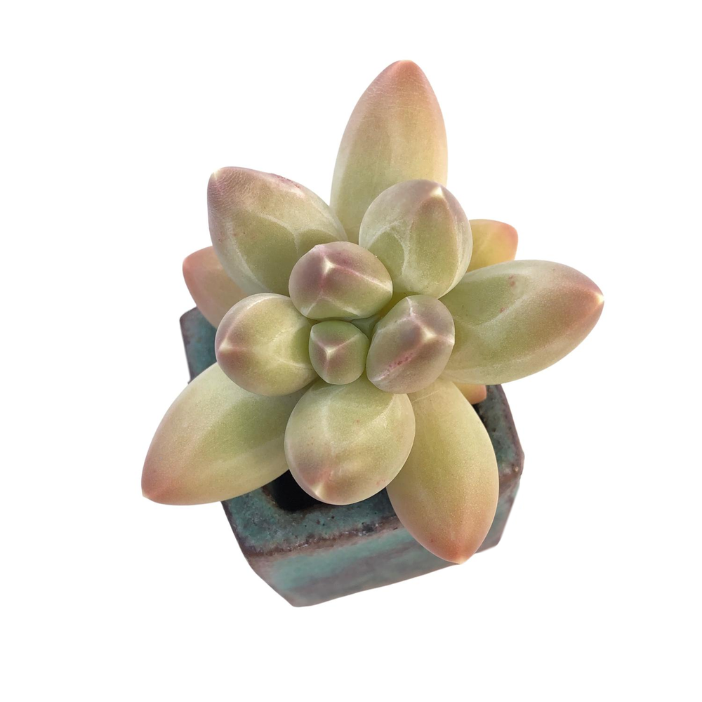 Pachyphytum Icarus