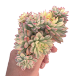 Echeveria Mebina, Variegata, Huge Cluster