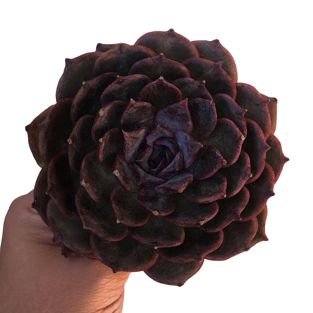 Echeveria Black Coco, (Random)