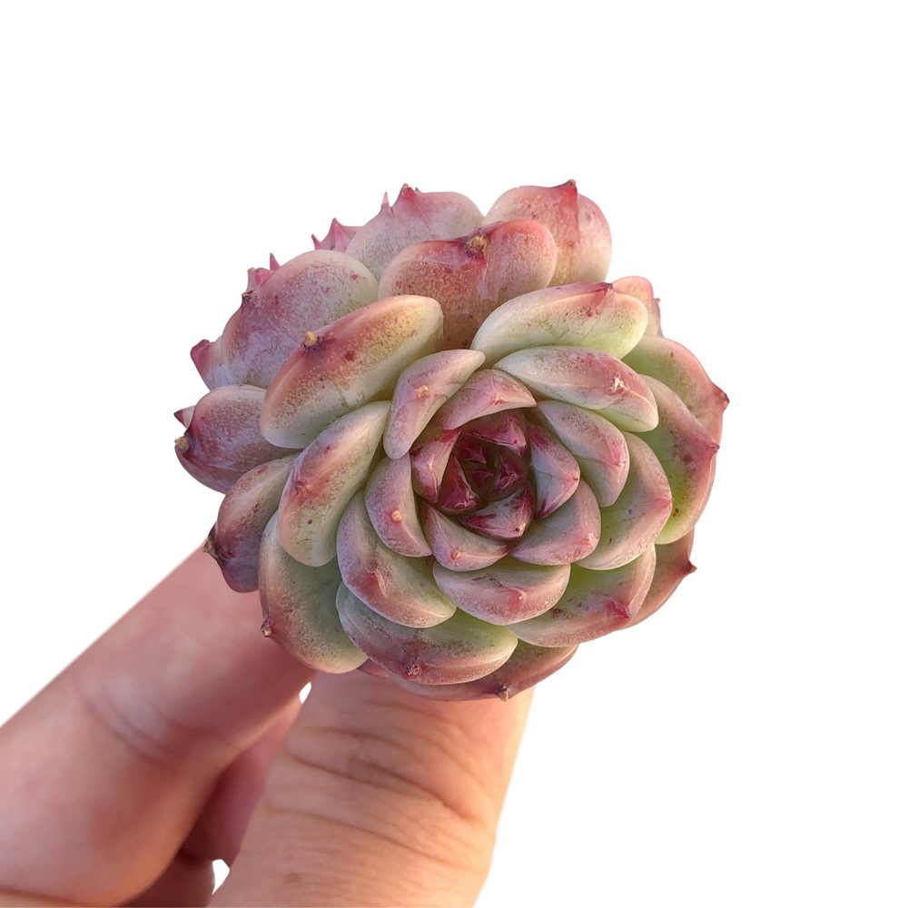 Echeveria Red Velvet, Small Double