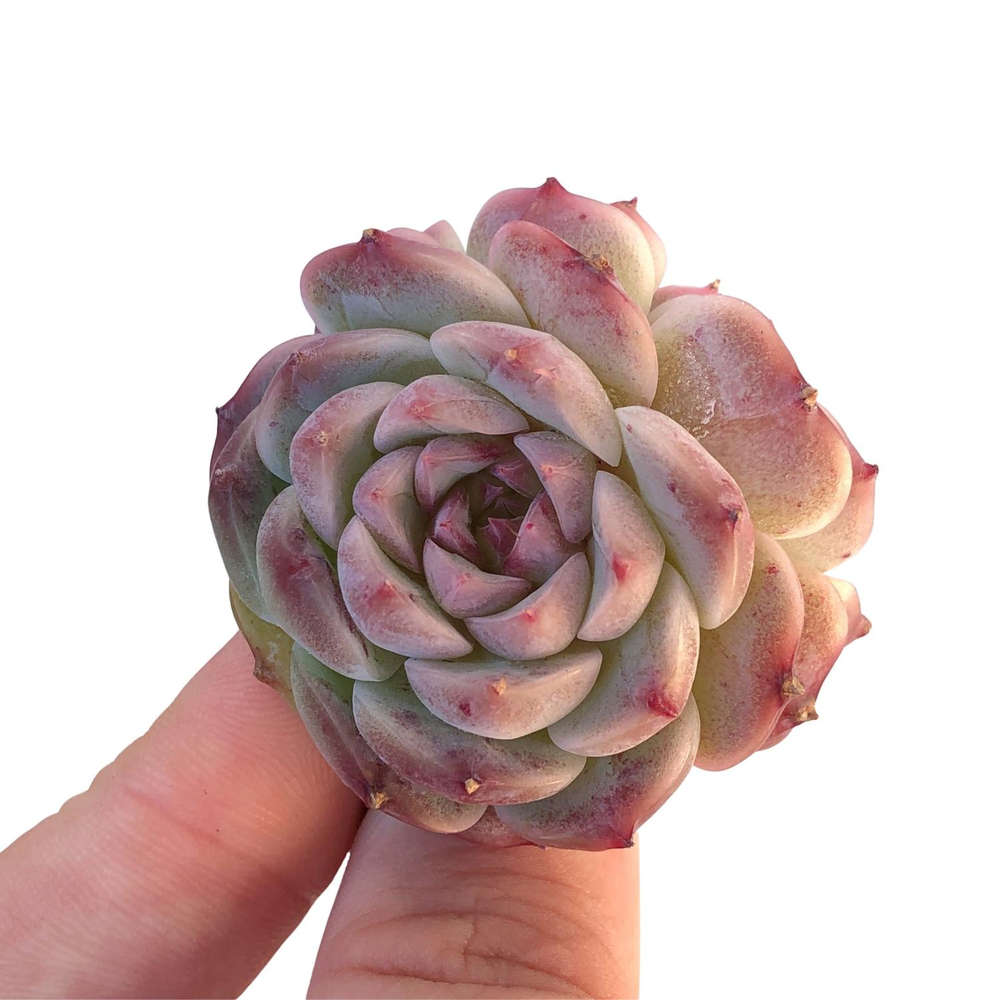 Echeveria Red Velvet, Small Double