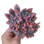 Graptoveria Debbie, Cristata