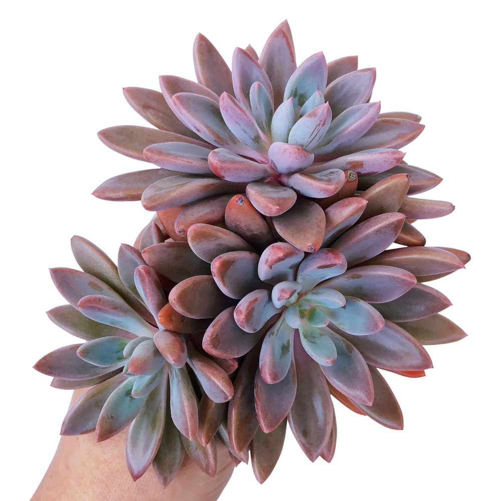 Echeveria Sugar Jelly, Very Large Cluster