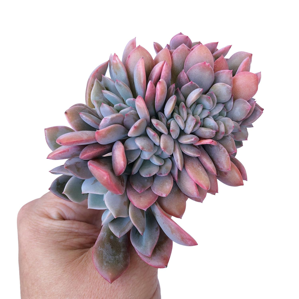 Graptoveria Debbie, Cristata