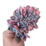 Graptoveria Debbie, Cristata