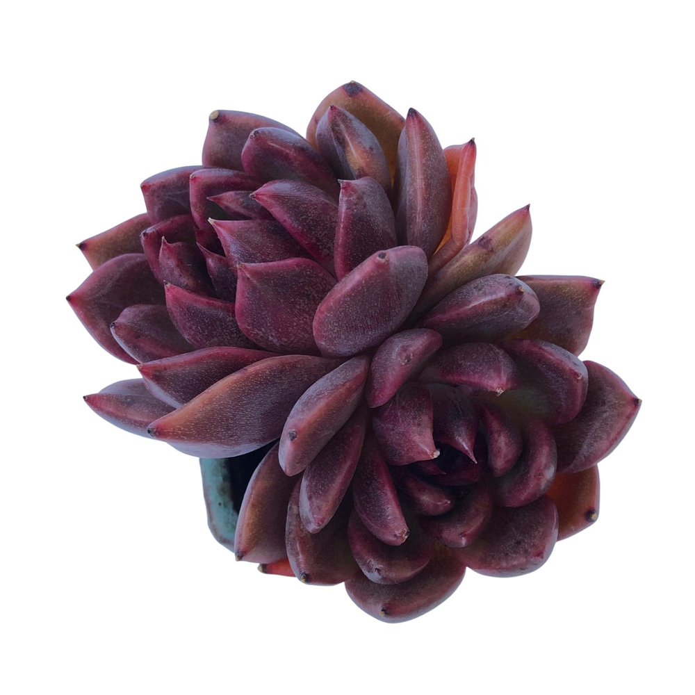 Echeveria Black Queen Hybrid, Double