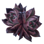 Echeveria Agavoides Kingdom, Double