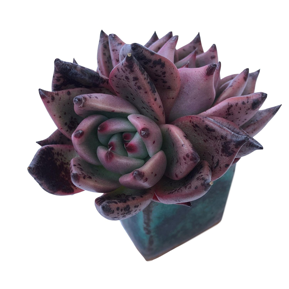 Echeveria Agavoides Kingdom, Double