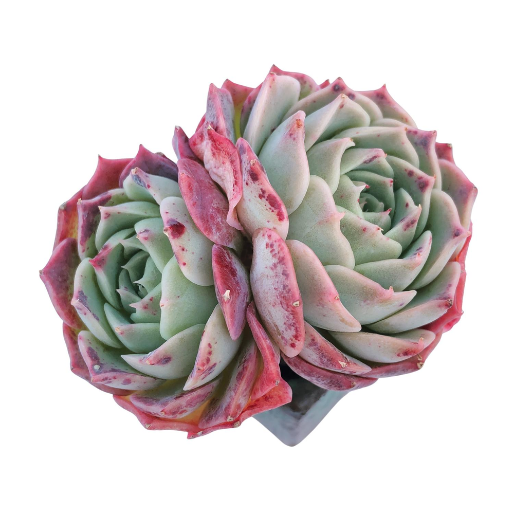 Echeveria Gold Light