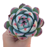 Echeveria Agavoides Casio