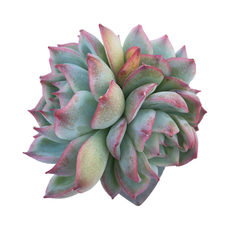 Echeveria Silhouette