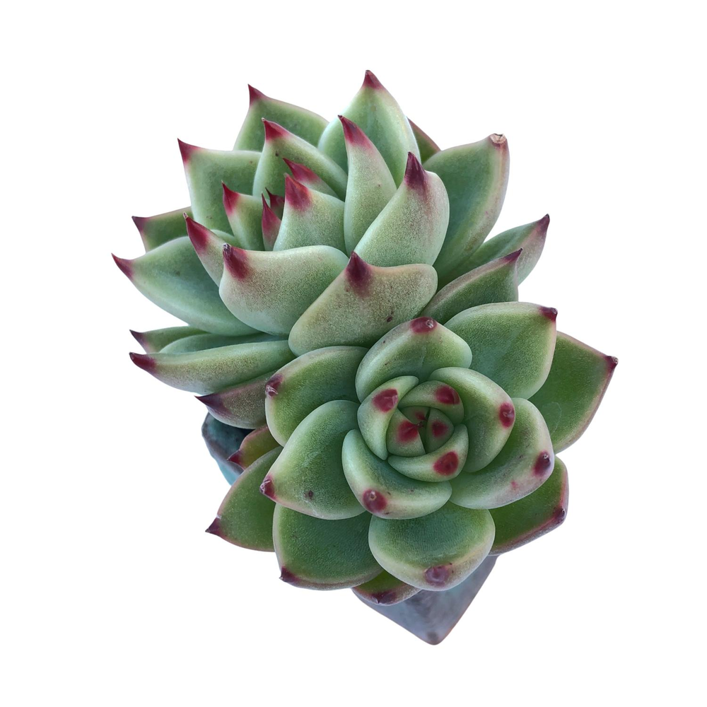 Echeveria Agavoides Blue Dragon