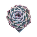 Echeveria Red Velvet, Medium