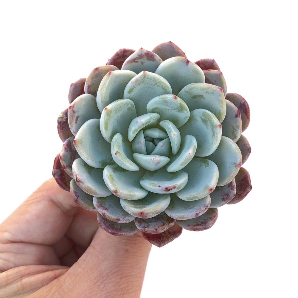 Echeveria Raffine