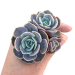 Echeveria Blue Surprise, Triple