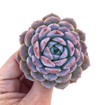 Echeveria Amazing Grace, Mature