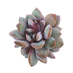 Echeveria German Champagne, Cluster