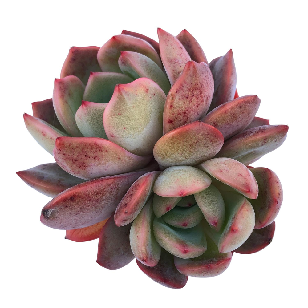 Echeveria Glam Pink, Double