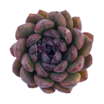 Echeveria Black Queen Hybrid