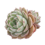 Echeveria Onslow, Double