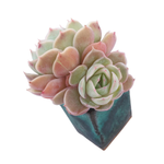 Echeveria Onslow, Double