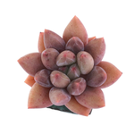 Pachyphytum Angel Fingers, Red