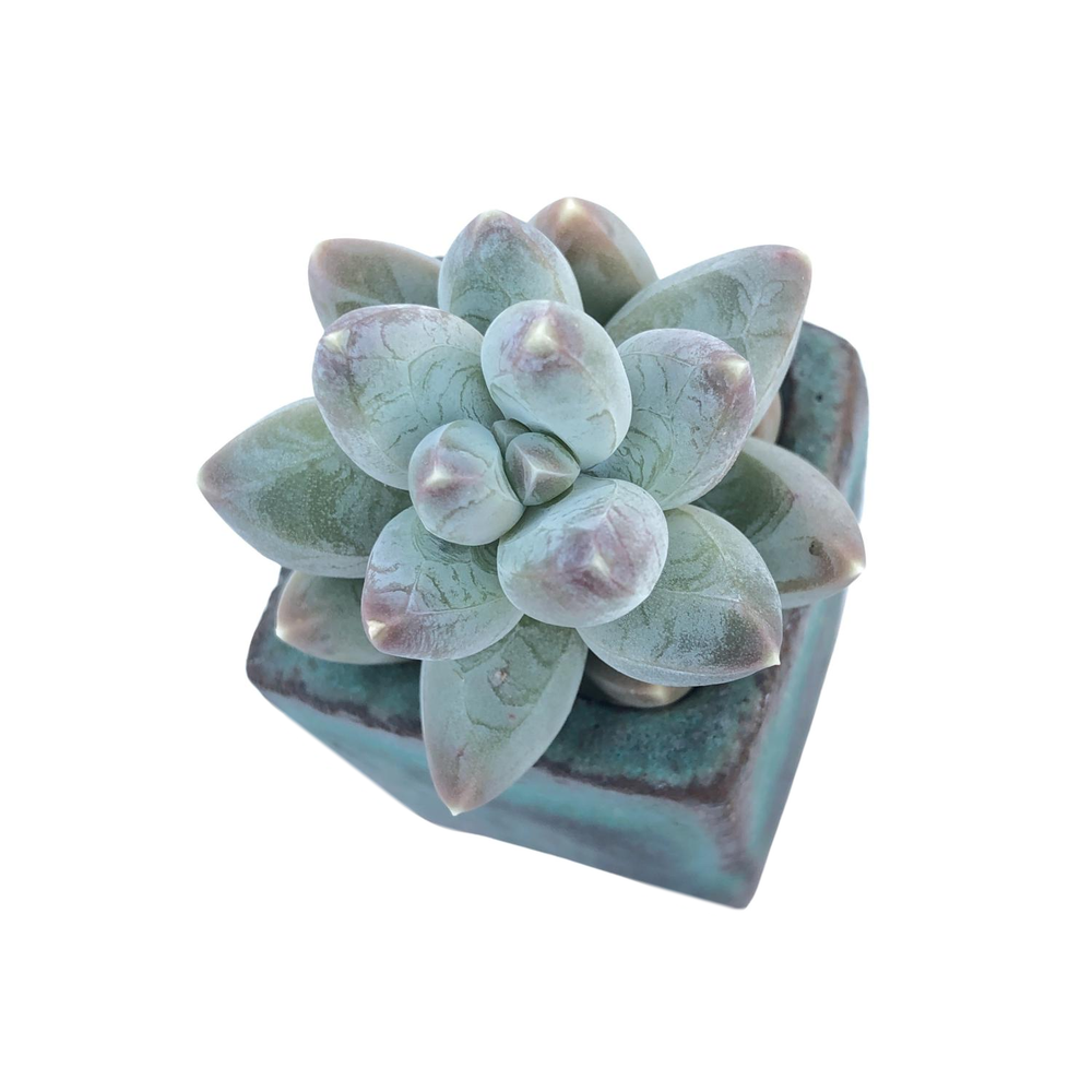 Pachyphytum Dubai