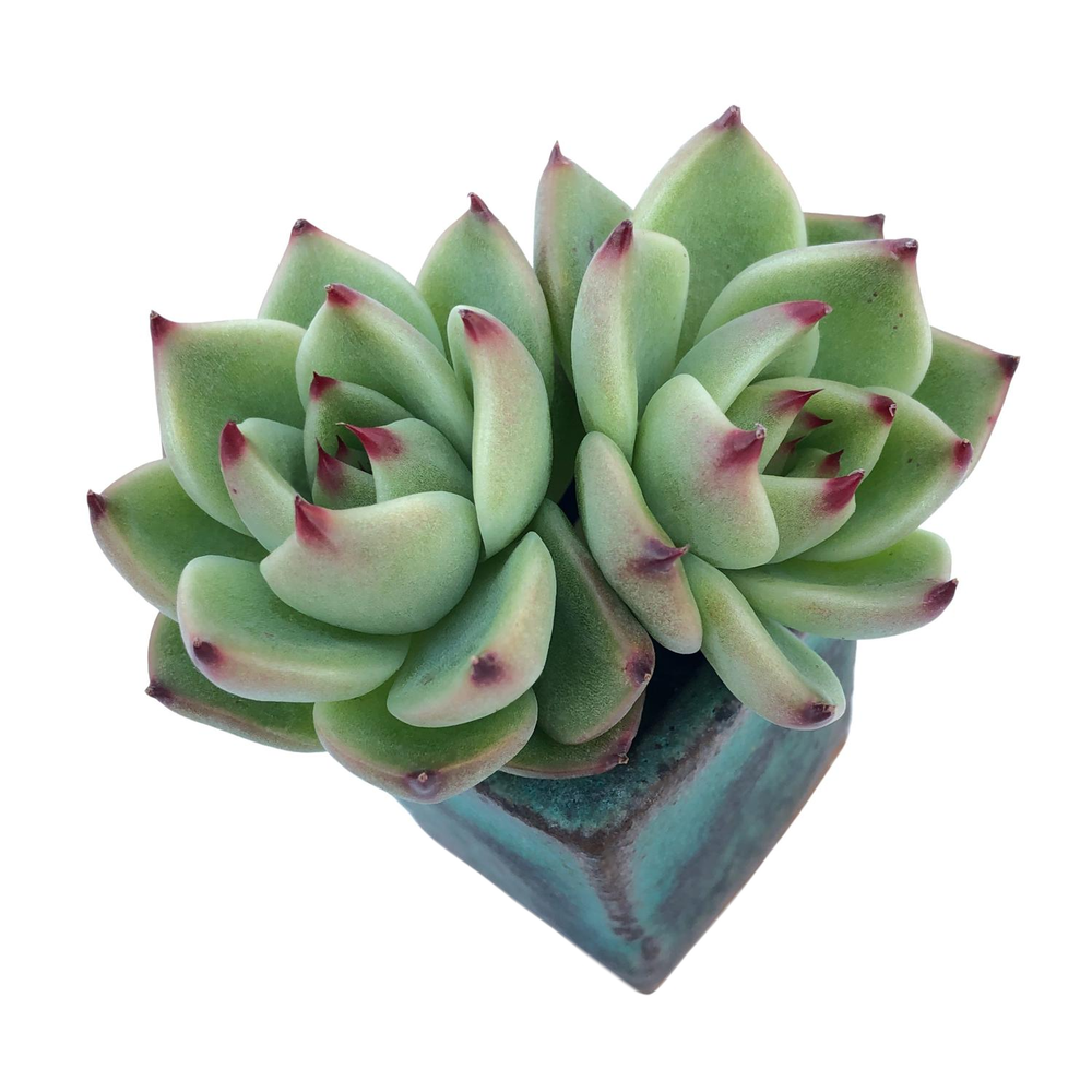 Echeveria Agavoides Blue Dragon