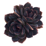 Echeveria Dark Chocolate, Double