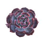 Echeveria Rainbow Goddess Hybrid, Double