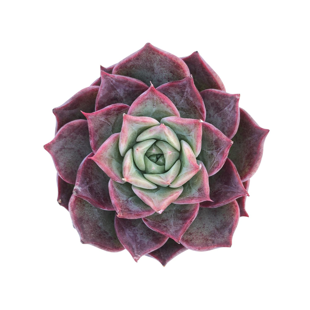 Echeveria Mohican