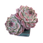 Echeveria Hong Gunsaeng