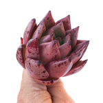 Echeveria Agavoides Kingdom