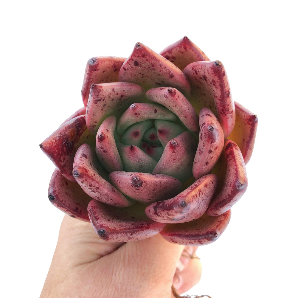 Echeveria Agavoides Kingdom