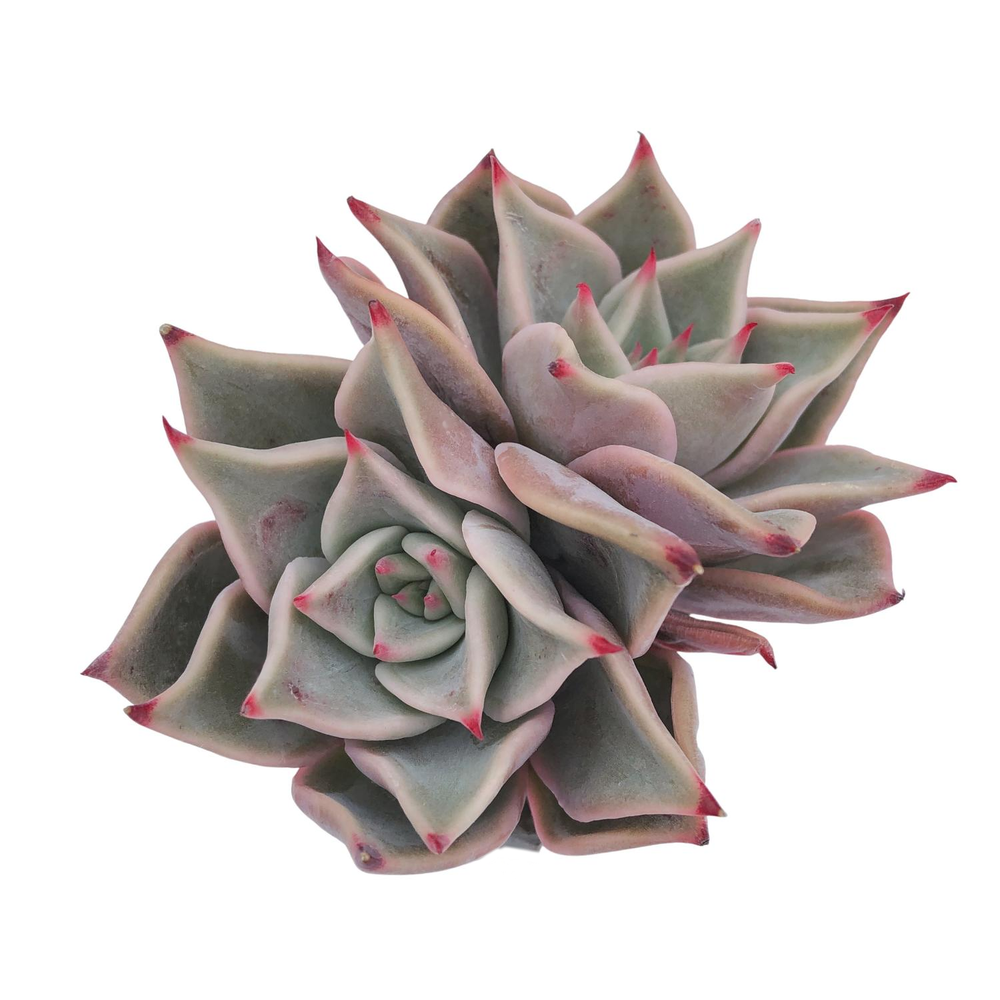 Echeveria Madiba