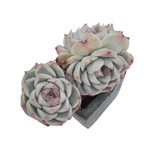 Echeveria Red Velvet, Triple