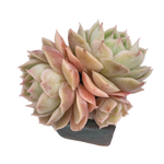 Echeveria Onslow, Triple