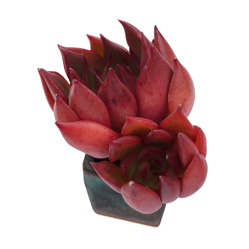 Echeveria Agavoides Rubra, Double